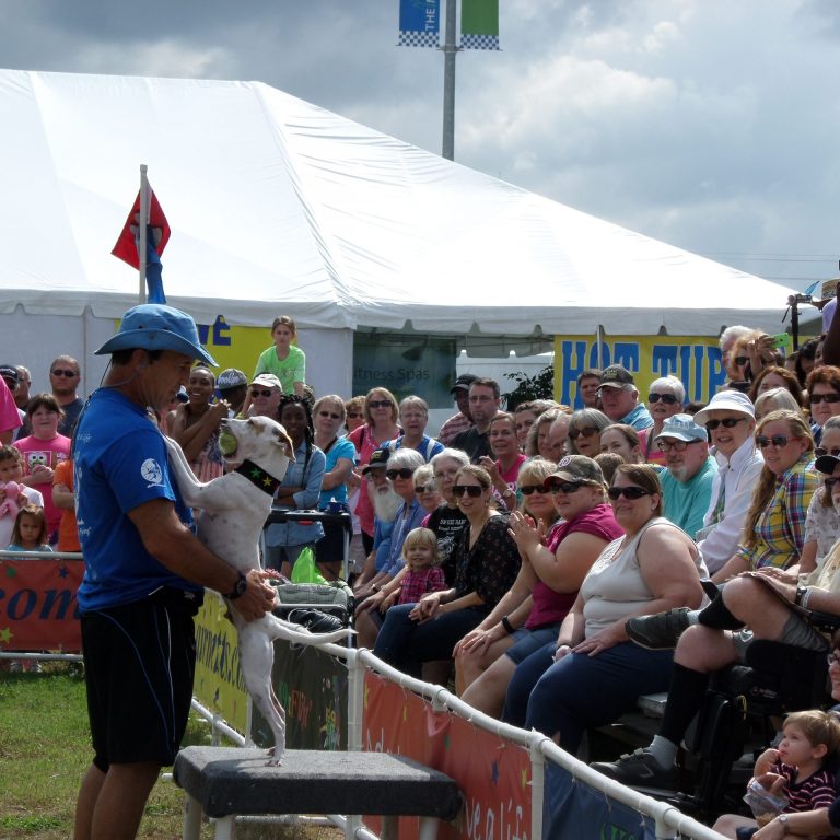 K9s In Flight - Homeless To High Flying - Frisbee Dog Show
