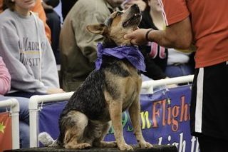 K9s In Flight – Homeless To High Flying – Frisbee Dog Show K9s In Flight - Homeless To High Flying - Frisbee Dog Show