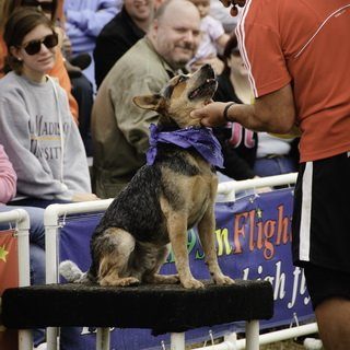 K9s In Flight - Homeless To High Flying - Frisbee Dog Show