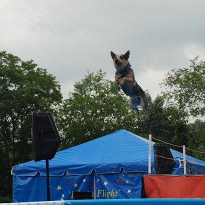 K9s In Flight - Homeless To High Flying - Frisbee Dog Show
