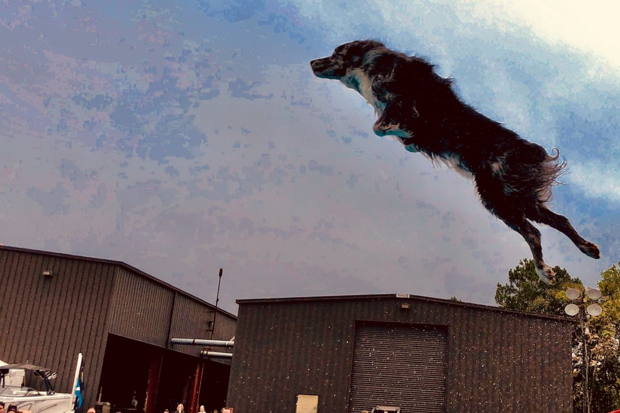 K9s In Flight - Homeless To High Flying - Frisbee Dog Show