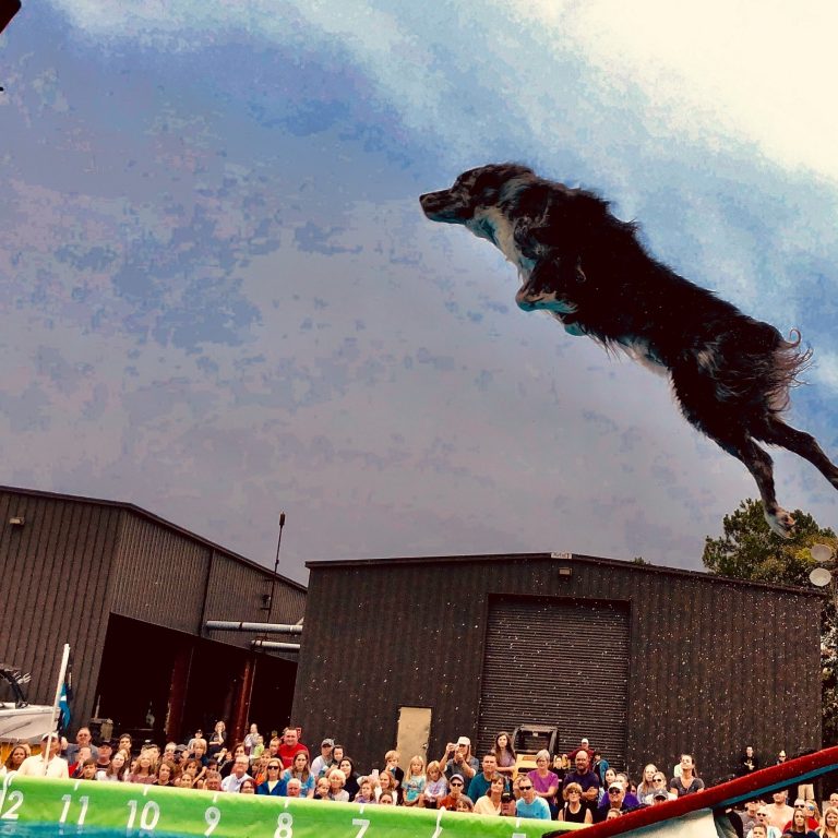 K9s In Flight - Homeless To High Flying - Frisbee Dog Show