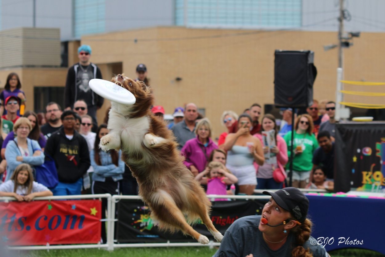 K9s In Flight - Homeless To High Flying - Frisbee Dog Show