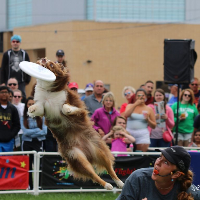 K9s In Flight - Homeless To High Flying - Frisbee Dog Show