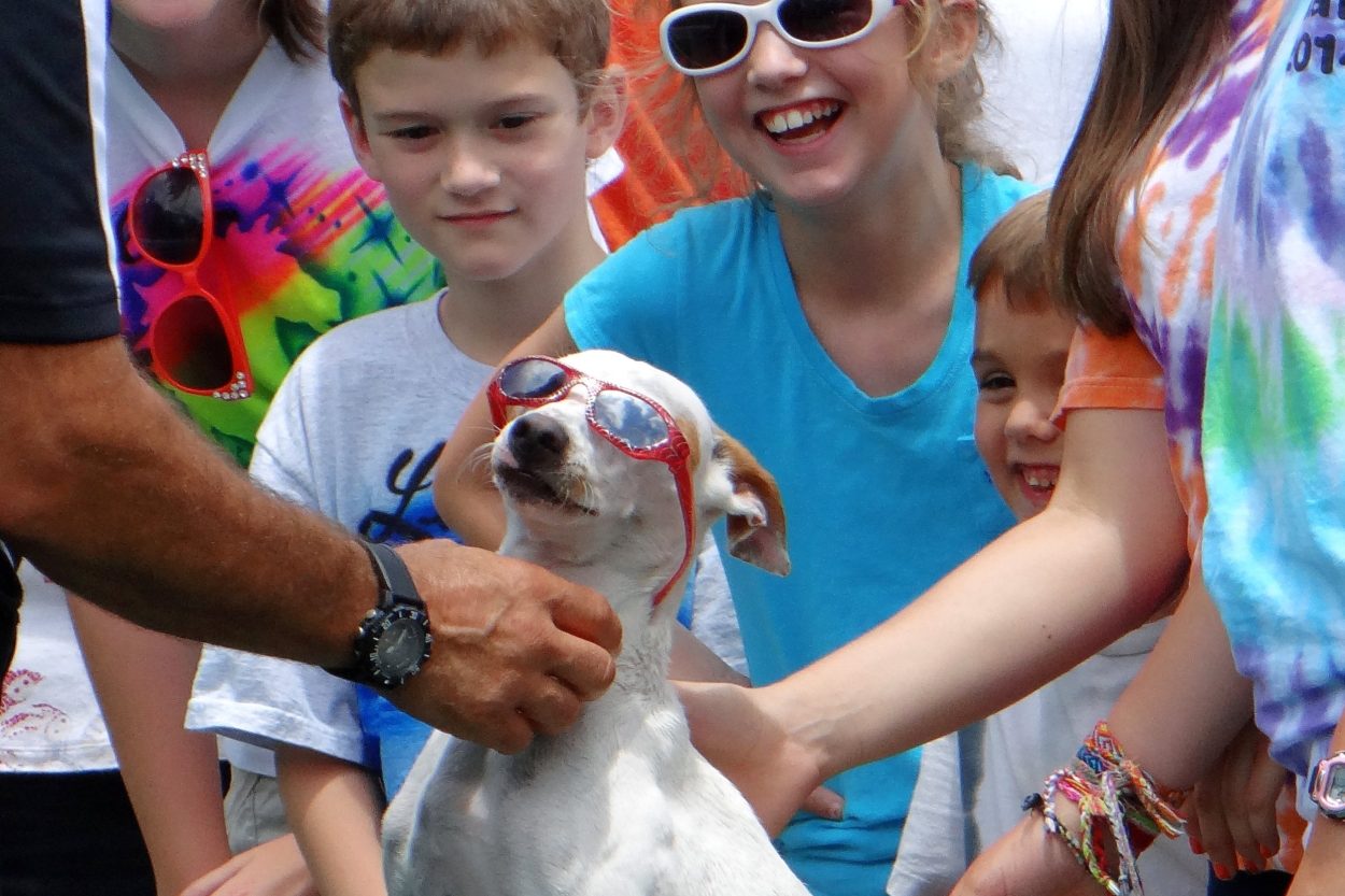 K9s In Flight - Homeless To High Flying - Frisbee Dog Show