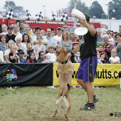 K9s In Flight - Homeless To High Flying - Frisbee Dog Show