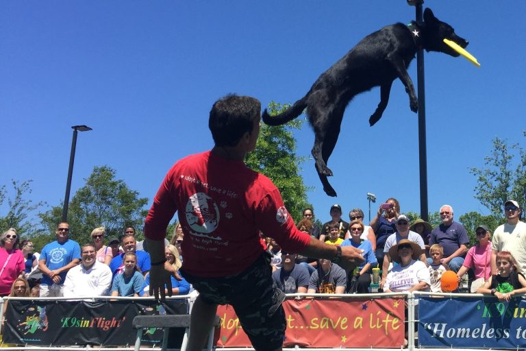 K9s In Flight – Homeless To High Flying – Frisbee Dog Show K9s In Flight - Homeless To High Flying - Frisbee Dog Show