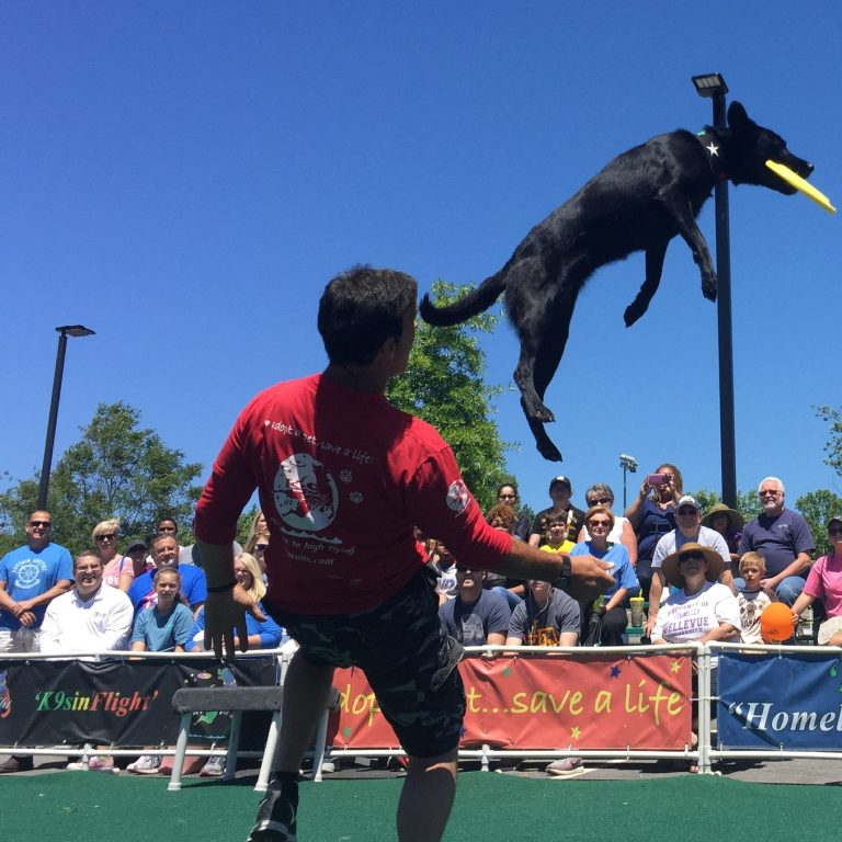 K9s In Flight - Homeless To High Flying - Frisbee Dog Show
