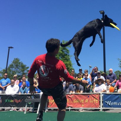 K9s In Flight - Homeless To High Flying - Frisbee Dog Show