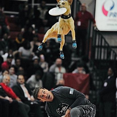 K9s In Flight - Homeless To High Flying - Frisbee Dog Show