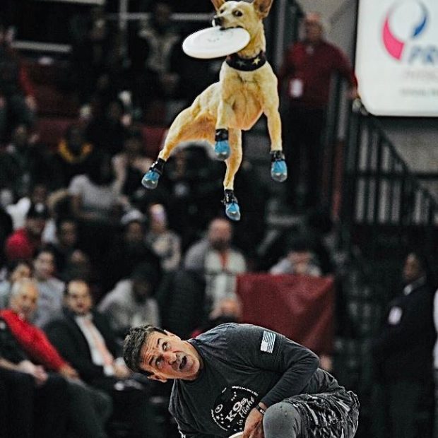 K9s In Flight - Homeless To High Flying - Frisbee Dog Show