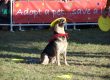K9s In Flight - Homeless To High Flying - Frisbee Dog Show