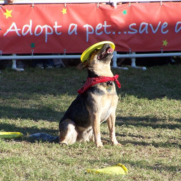 K9s In Flight - Homeless To High Flying - Frisbee Dog Show
