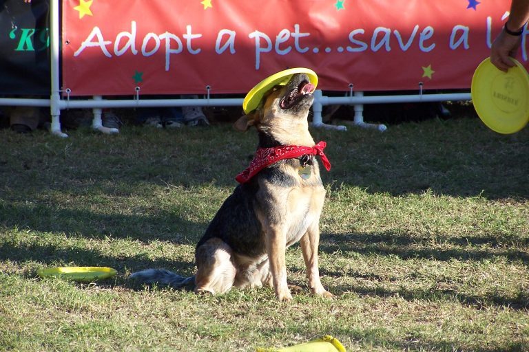 K9s In Flight - Homeless To High Flying - Frisbee Dog Show