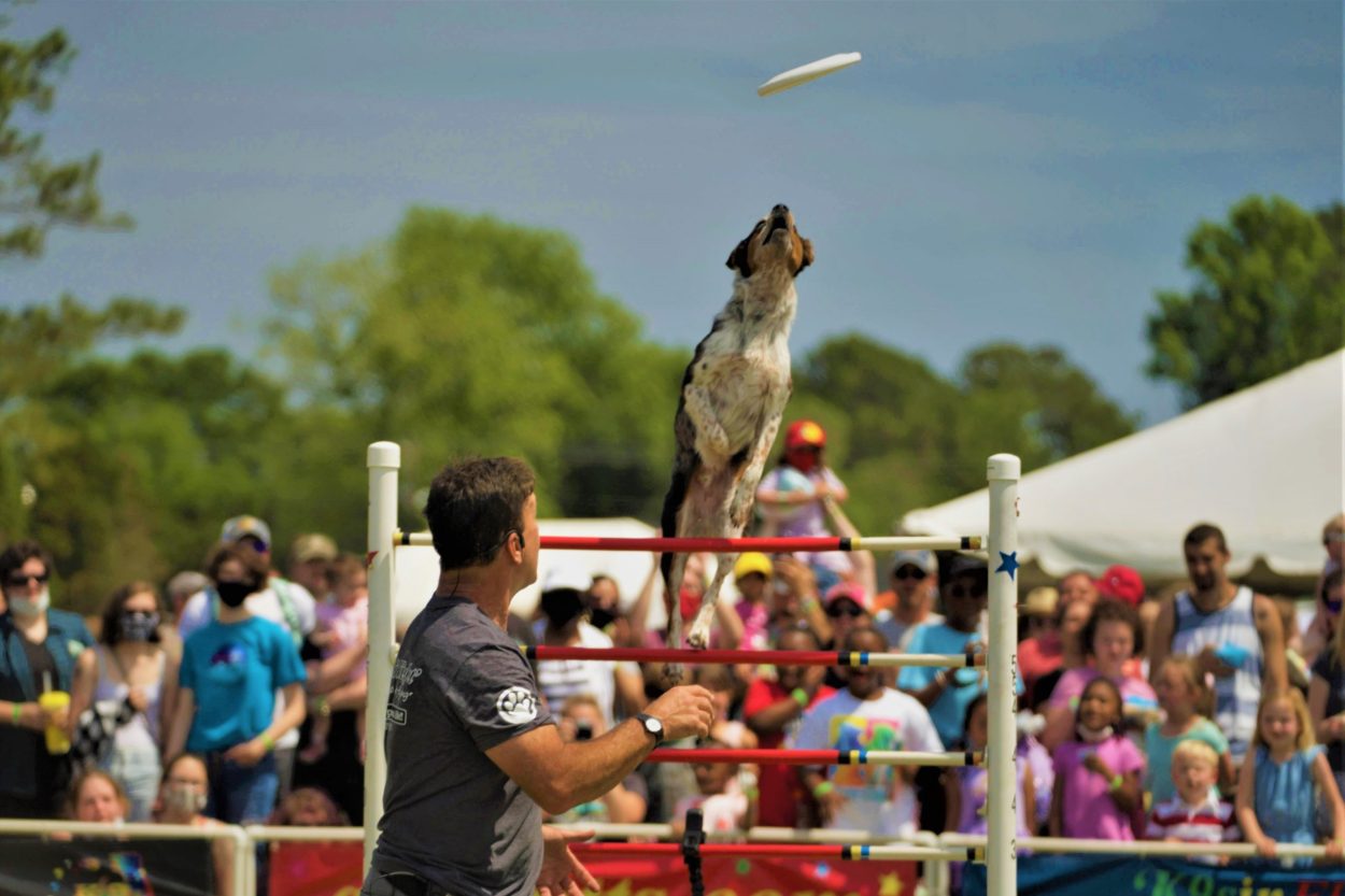 K9s In Flight - Homeless To High Flying - Frisbee Dog Show