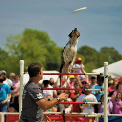 K9s In Flight - Homeless To High Flying - Frisbee Dog Show