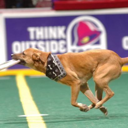 K9s In Flight - Homeless To High Flying - Frisbee Dog Show