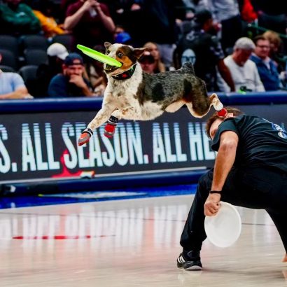 Dog leaps through the air to catch a bright green frisbee in an indoor arena while a handler kneels with a white plate and spectators watch from the stands.