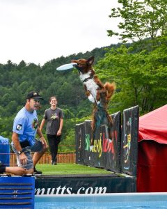 Australian Shepherd/Border Collie mix leaps to catch a blue frisbee over a barrier during a dog agility show outdoors.
