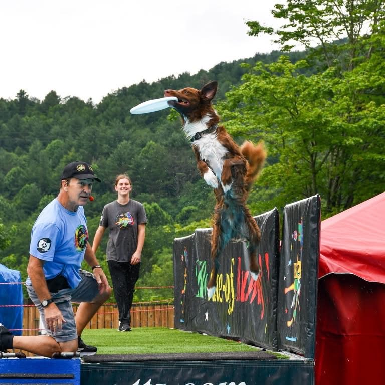 Australian Shepherd/Border Collie mix leaps to catch a blue frisbee over a barrier during a dog agility show outdoors.