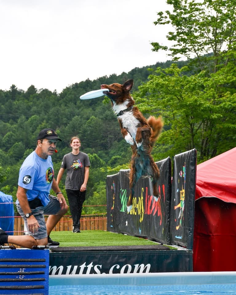 Australian Shepherd/Border Collie mix leaps to catch a blue frisbee over a barrier during a dog agility show outdoors.