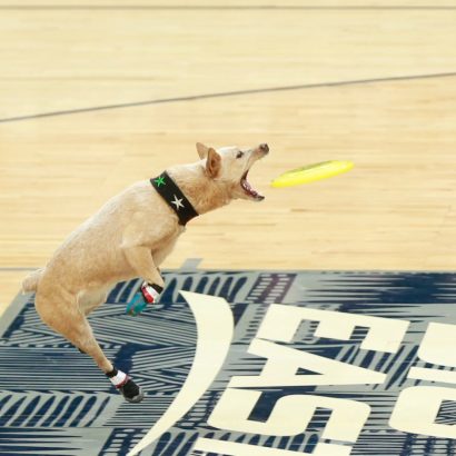 Dog with a black star-studded collar leaps to catch a yellow frisbee in midair on a wooden indoor court during a disc-dog event.