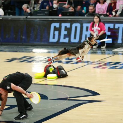 Dog in mid-air catching a white frisbee during a disc dog event on a basketball court; man in black kneeling with a yellow frisbee nearby, spectators in stands in background.