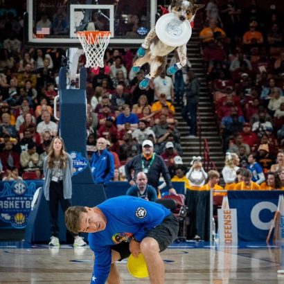 Dog wearing protective booties leaps midair to catch a white frisbee during a basketball event, crowd watching in the background.