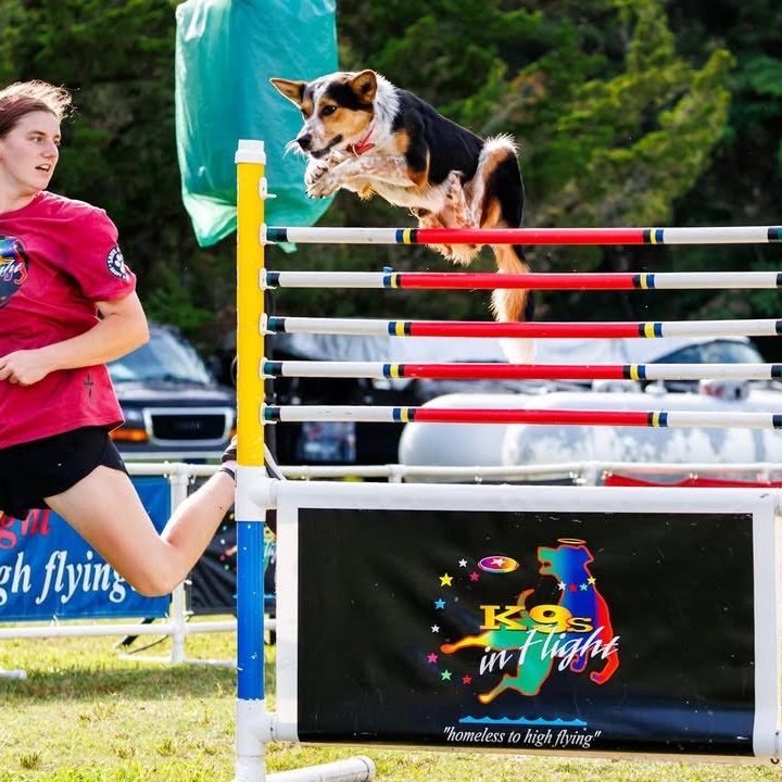 Woman in a pink shirt runs beside a dog leaping over a colorful agility jump at an outdoor competition.
