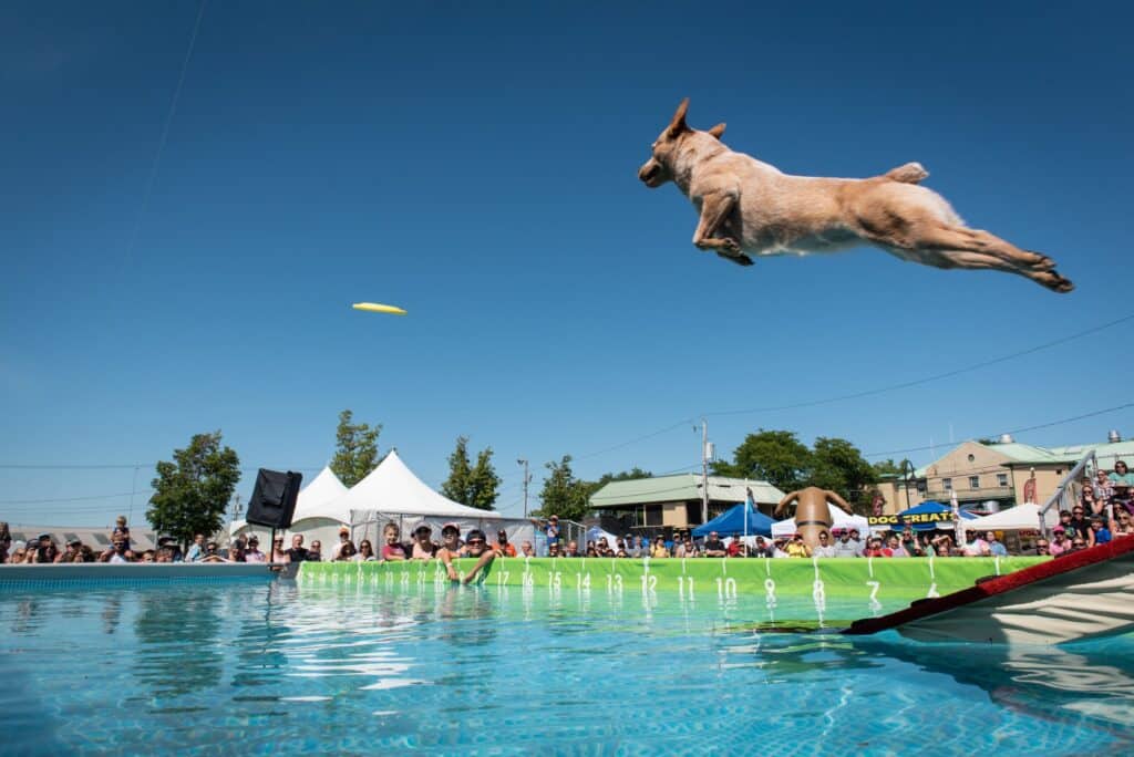 Cayenne launches off the dock over the pool