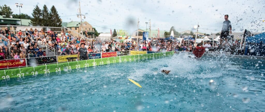Dog splashes into the dock-diving pool before a packed crowd
