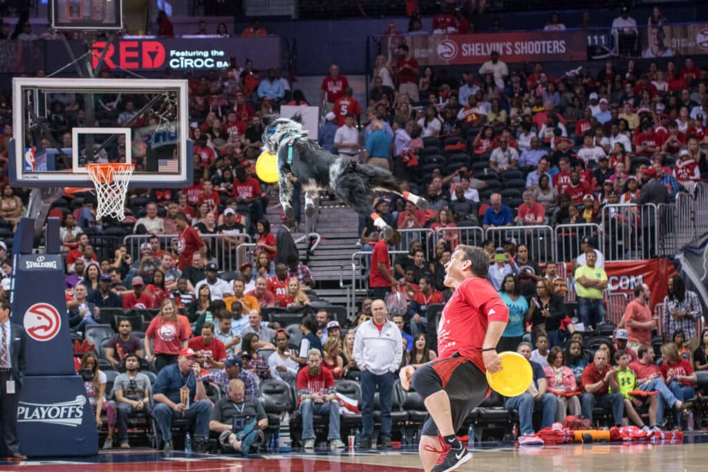 Rescue dog catches a disc at an Atlanta Hawks halftime show