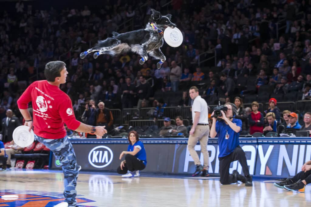 Frisbee dog leaps over John Misita at a New York Knicks halftime show