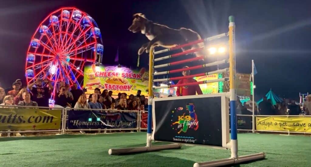 Dog clears the high jump with a lit Ferris wheel behind