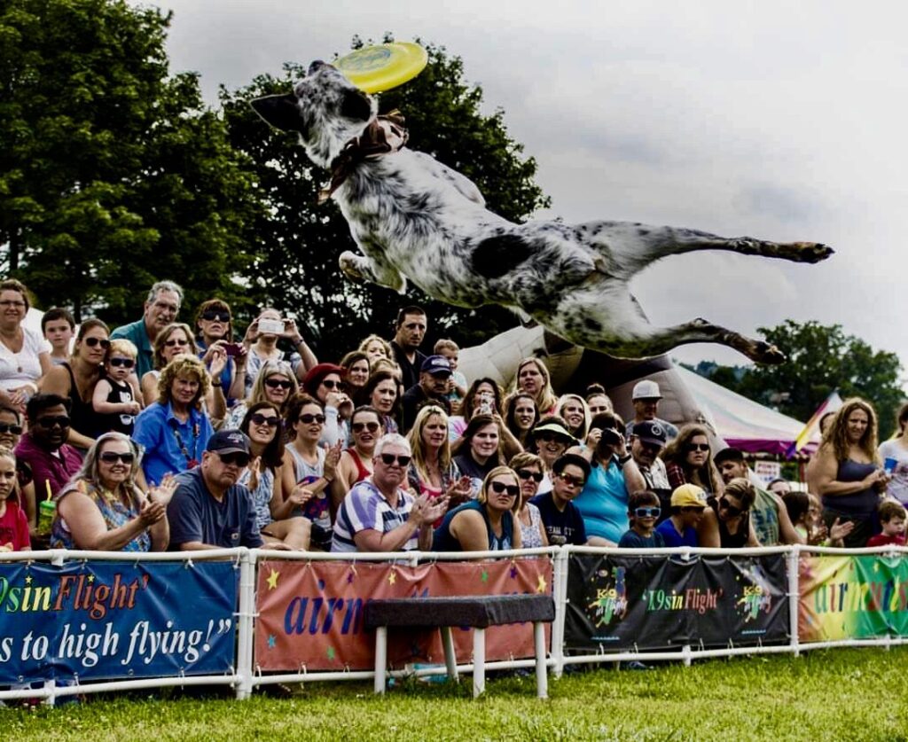 Dog sails high during a festival show as the crowd watches
