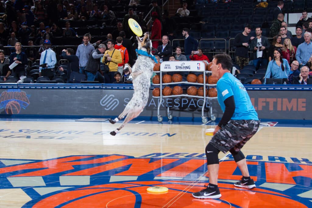 Frisbee dog flies across the court at a New York Knicks halftime show