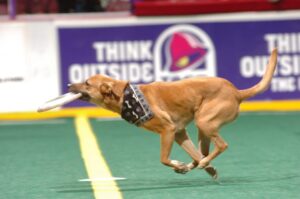 Dog sprints across stadium turf during a football halftime show