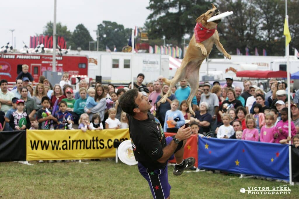 John Misita and Razzle perform a frisbee dog show for a packed fair crowd