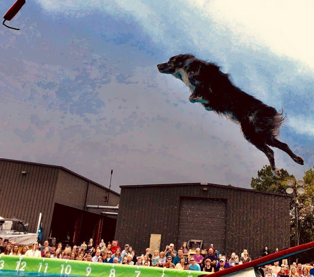 Zen flies through the air on a dock-diving jump