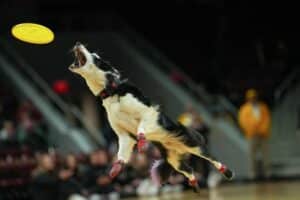 Border collie catches a yellow disc mid-air in a darkened arena