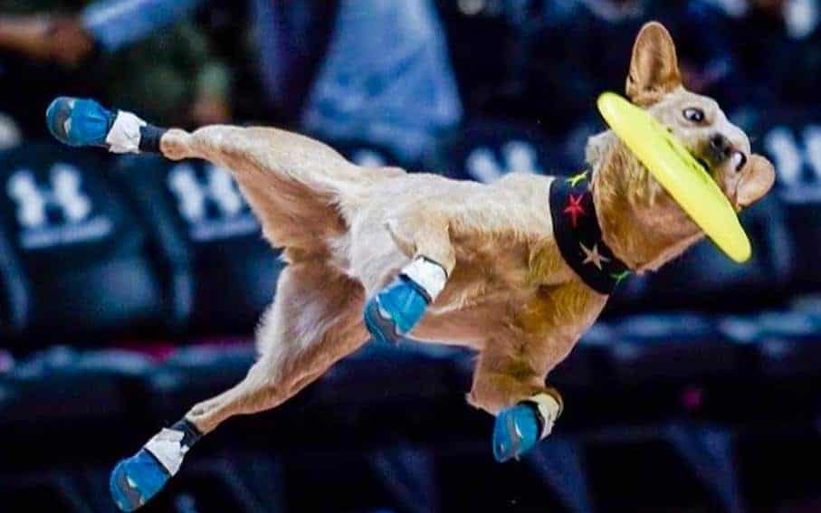 The Canine Spectacle: K9s In Flight and the Art of Captivating Audiences