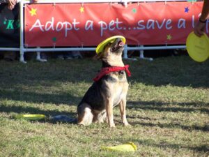 Rescue dog at an adopt-a-pet event